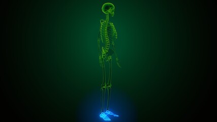 Fototapeta premium 3d render of human skeleton foot bones anatomy 
