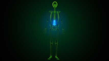 3d render of human skeleton lumber bone anatomy

