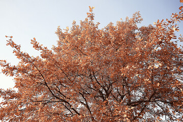 branches leaves yellow background / abstract seasonal background falling leaves beautiful photo