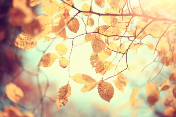 yellow leaves bokeh seasonal background / beautiful autumn leaves yellow branches abstract background, leaf fall concept
