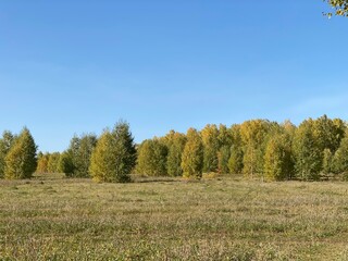 autumn forest in the autumn
