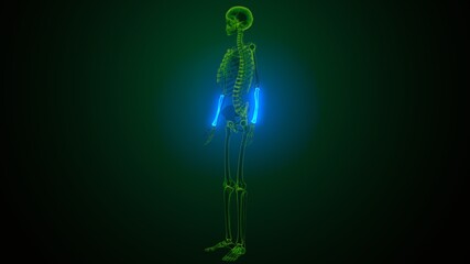 Fototapeta premium 3d illustration of human skeleton radius and ulna bone anatomy 