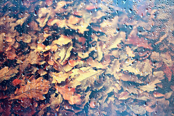 rain window autumn park branches leaves yellow / abstract autumn background, landscape in a rainy window, weather October rain