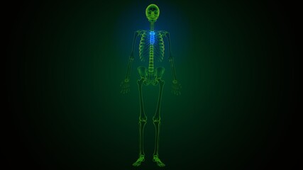 3d illustration of human skeleton sternum bone anatomy