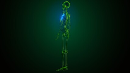 Fototapeta premium 3d illustration of human skeleton sternum bone anatomy