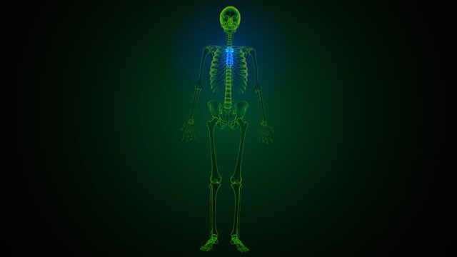 3d illustration of human skeleton sternum bone anatomy