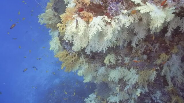 Maldivian colorful soft corals hanging from the ceiling of a cave
