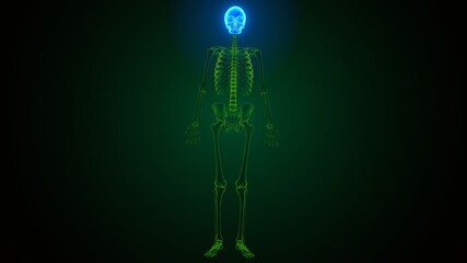 3d render of human skeleton skull bone anatomy
