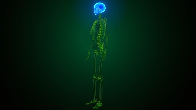 3d render of human skeleton skull bone anatomy
