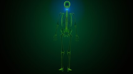 3d render of human skeleton cervical vertebrae bone anatomy
