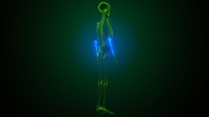 3d render of human skeleton ulna and radius bone anatomy