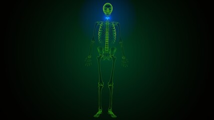3d illustration of human skeleton cervical vertebrae bone anatomy