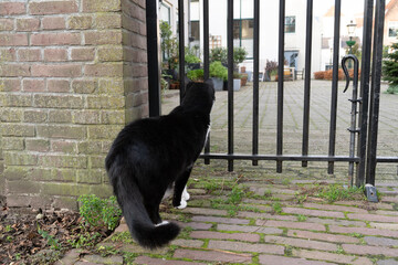 Black and white cat looking out through a gate in a walled garden