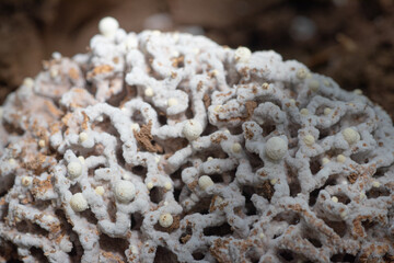 Image of Termites fungus gardens (Fungal Ball) of the fungal growth which is food for termites in the termites nest under the ground