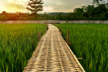 Bamboo bridge the way to paddy rice field on the farm in the evening.