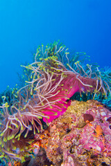 Magnificent Sea Anemone, Heteractis magnifica, Coral Reef, North Ari Atoll, Maldives, Indian Ocean, Asia