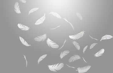 Feather abstract freedom concept. Group of a white bird feathers floating in the air. Gray background.