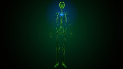 3d render of human skeleton thoracic vertebrae bone anatomy
