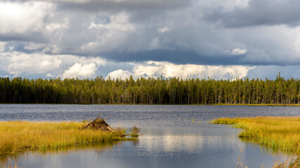 Beaver nest in North Karelia wilderness of Finland