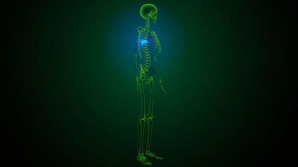 3d render of human skeleton thoracic vertebrae bone anatomy
