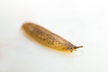 Macro closeup of a leech moving on white floor after a heavy rainfall
