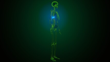 3d render of human skeleton thoracic vertebrae bone anatomy
