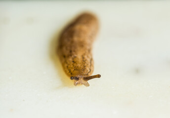 Macro closeup of a leech moving on white floor after a heavy rainfall