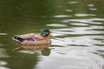 ducks swimming at a pond on autumn