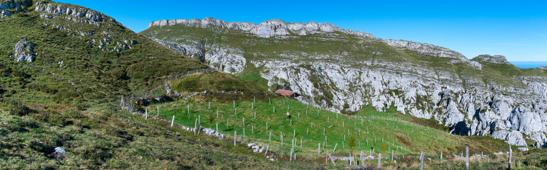 Native trees reforestation in Miera Valley, Valles Pasiegos, Cantabria, Spain, Europe