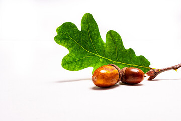 fresh acorn with leaf isolated