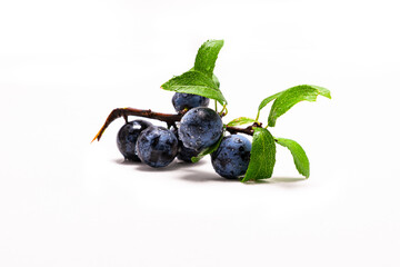twig of fresh blueberry isolated