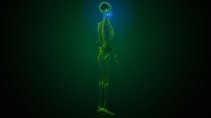 3d illustration of human skeleton skull maxilla bone anatomy © PIC4U