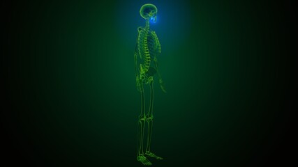 3d illustration of human skeleton skull maxilla bone anatomy © PIC4U