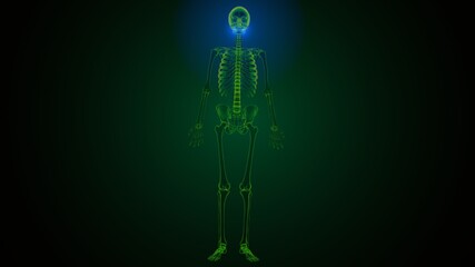 3d illustration of human skeleton skull maxilla bone anatomy