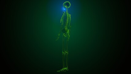 3d illustration of human skeleton skull maxilla bone anatomy © PIC4U