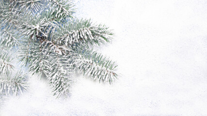Spruce branch in the snow on a white snow-covered background with a place for copyspace text. New Year, Christmas, for a postcard or a banner in a minimalist style