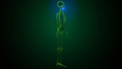 3d illustration of human skeleton skull maxilla bone anatomy © PIC4U