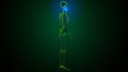 3d illustration of human skeleton skull maxilla bone anatomy © PIC4U