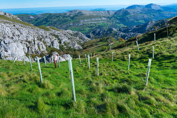 Native trees reforestation in Miera Valley, Valles Pasiegos, Cantabria, Spain, Europe