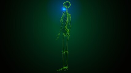 3d illustration of human skeleton skull maxilla bone anatomy  © PIC4U