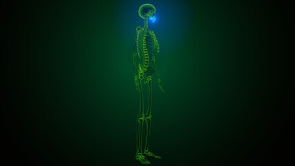 3d illustration of human skeleton skull maxilla bone anatomy 