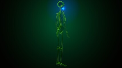 3d illustration of human skeleton skull maxilla bone anatomy  © PIC4U