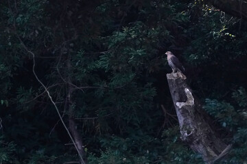 grey faced buzzard in flight