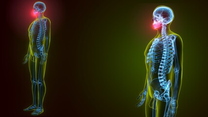 3d illustration of human skeleton skull maxilla bone anatomy  © PIC4U