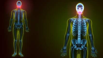 3d illustration of human skeleton skull maxilla bone anatomy  © PIC4U
