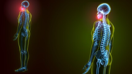 3d illustration of human skeleton skull maxilla bone anatomy © PIC4U