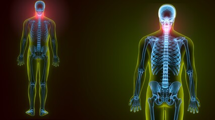 3d illustration of human skeleton skull maxilla bone anatomy