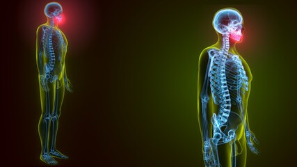 3d illustration of human skeleton skull maxilla bone anatomy © PIC4U