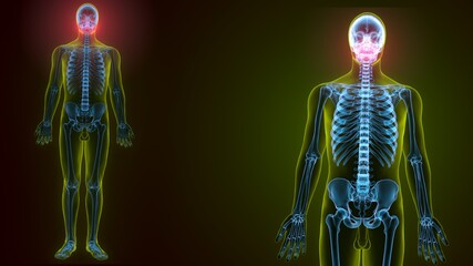 3d illustration of human skeleton skull maxilla bone anatomy © PIC4U