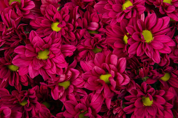 Close-up of a bouquet of pink chrysanthemums, top view. Background from flowers.